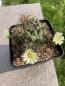 Preview: Coryphantha gladiispina